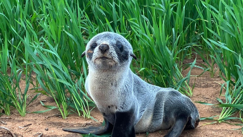 Un pui de foca a fost gasit intr-un lan de grau, la 3 km distanta de ocean. Fermier: „Nu am idee cum a ajuns pana aici” Imagine