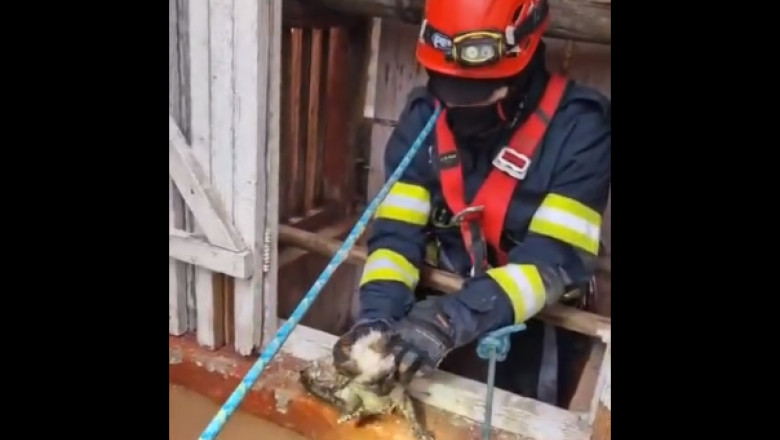 Un pui de pisica a fost salvat de pompieri dupa ce a cazut intr-o fantana adanca de 10 metri, in Arad Imagine