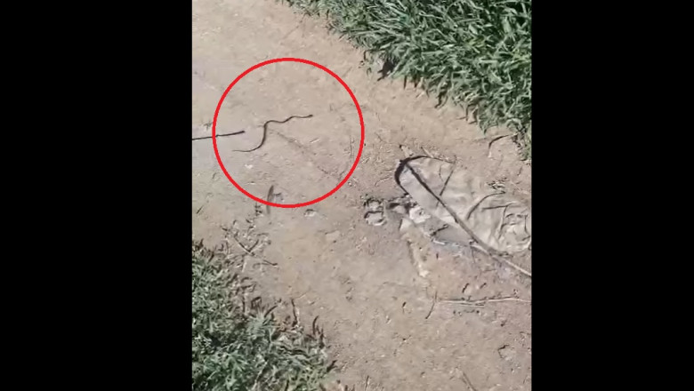 Un pui de vipera a fost gasit intr-o cladire de birouri din Mehedinti. Un angajat a sunat la 112 Imagine