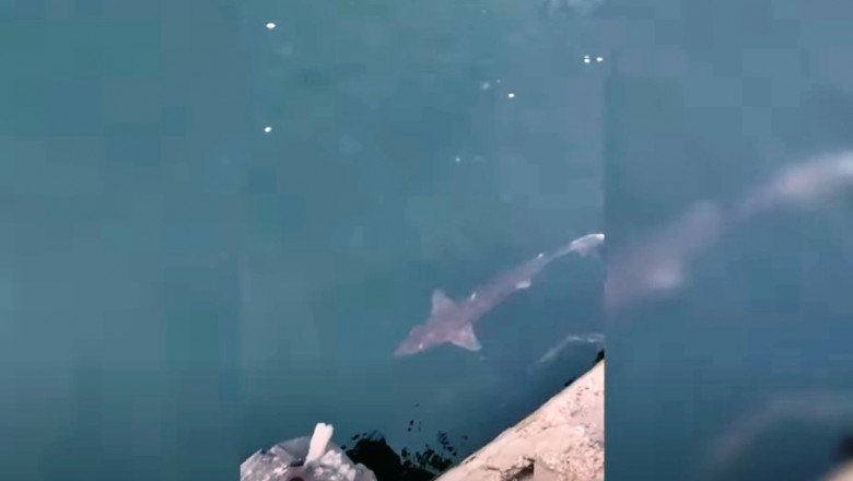 Un rechin a fost filmat in zona portului Tomis din Constanta. Un biolog explica de ce a ajuns asa de aproape de mal Imagine
