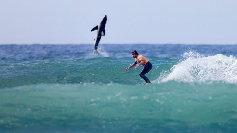 Un rechin alb, surprins de obiectivul unui fotograf in spatele unui surfer, "ingrozitor de aproape" Imagine