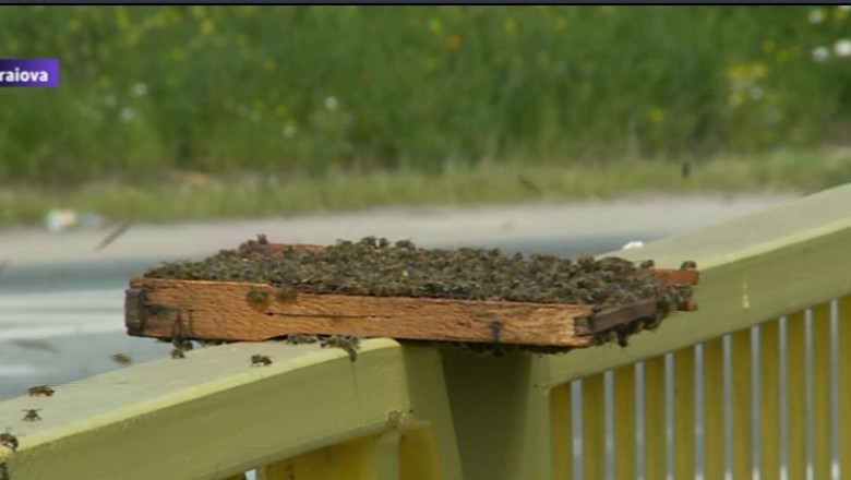 Un roi de albine a speriat soferii si trecatorii intr-un sens giratoriu din Craiova Imagine