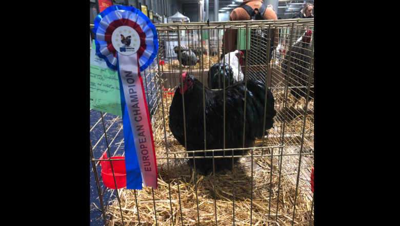 Un roman a devenit campion european printre crescatorii de gaini Imagine