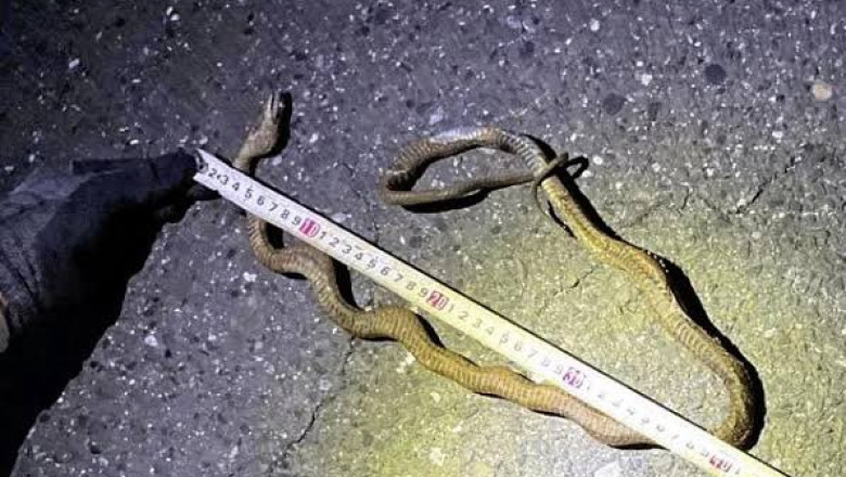 Un sarpe a blocat trenurile de mare viteza din Japonia. Cea mai aglomerata ruta, oprita complet la inceputul vacantei de 1 mai Imagine