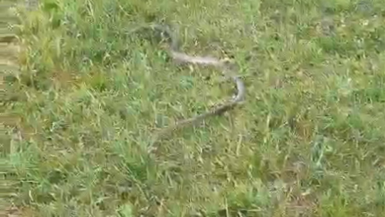 Un sarpe de doi metri, gasit in anexa unei gospodarii din Mehedinti. Jandarmii au prins reptila si au eliberat-o pe camp Imagine