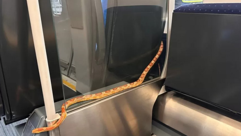 Un sarpe lung de 1,5 m a iesit dintr-un cos de gunoi si a inceput sa se plimbe linistit intr-un vagon de tren plin cu calatori, in UK Imagine