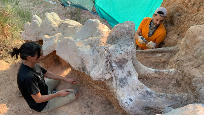 Un schelet gigantic de dinozaur a fost gasit intr-o gradina din Portugalia Imagine