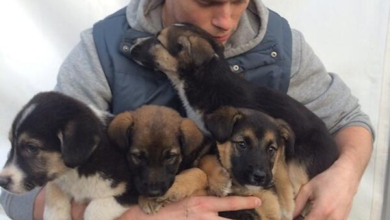 Un schior american a adoptat cinci caini fara stapan din Soci Imagine