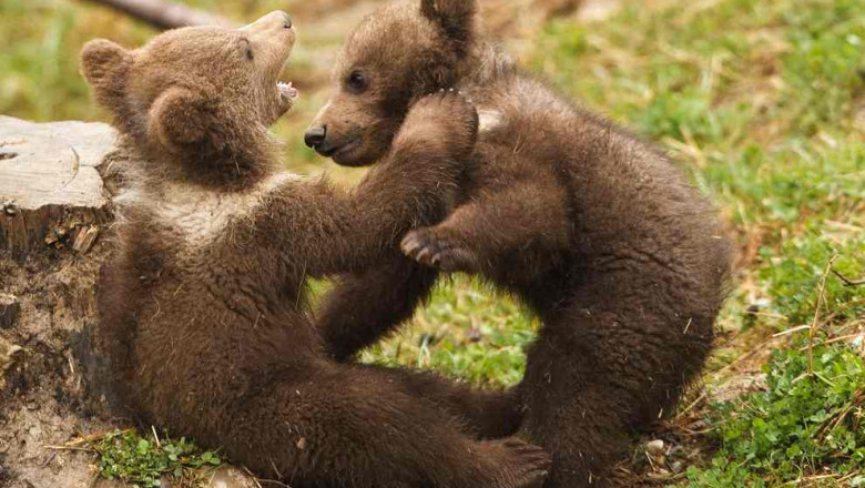 Un sfert din ursii Europei traiesc in Romania Imagine