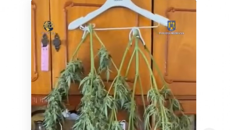 Un sibian a pus canabisul la uscat pe umerase in sufragerie. El este acum arestat preventiv Imagine