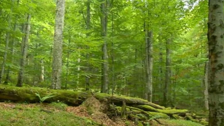 Un singur dosar penal, dupa trei luni de aplicare a sistemului "Radarul padurilor" Imagine