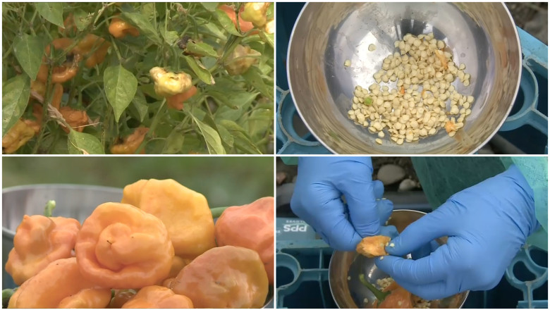 Un soi de ardei iute, creat in Romania, ar putea deveni cel mai picant din lume. „Abia putem folosi degetele dupa ce lucram cu el” Imagine