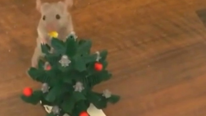 Un soricel a fost dresat sa puna globuri intr-un mic brad de Craciun Imagine