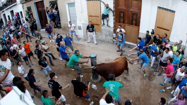 Un spaniol a fost omorat de un taur in cadrul unei curse traditionale din regiunea Valencia Imagine
