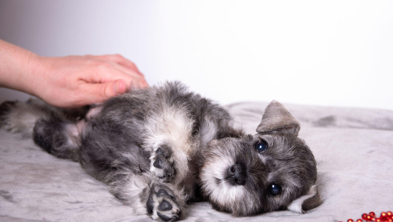Un spital din Belgia permite animalelor de companie sa-si viziteze stapanii bolnavi pentru a le ridica moralul Imagine