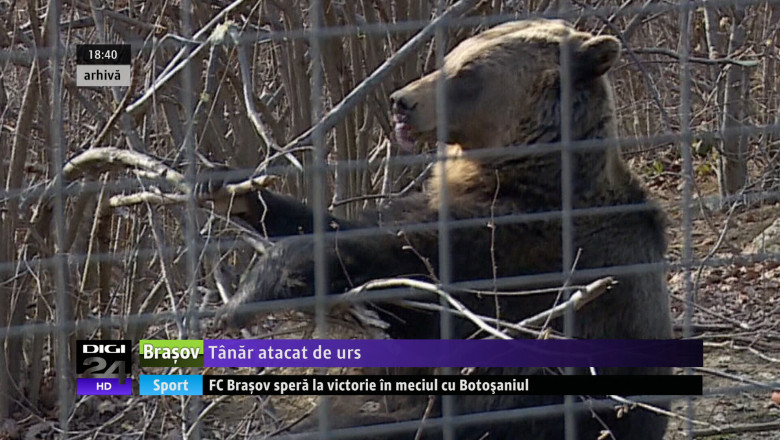 Un tanar de 30 de ani a fost atacat de urs Imagine