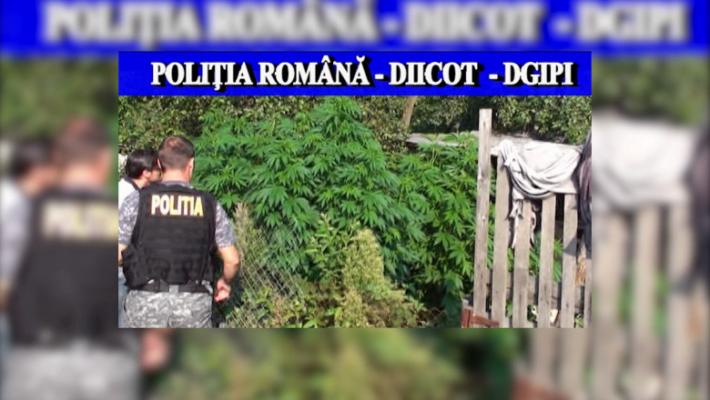 Un tanar din judetul Olt cultiva cannabis in curtea parintilor Imagine