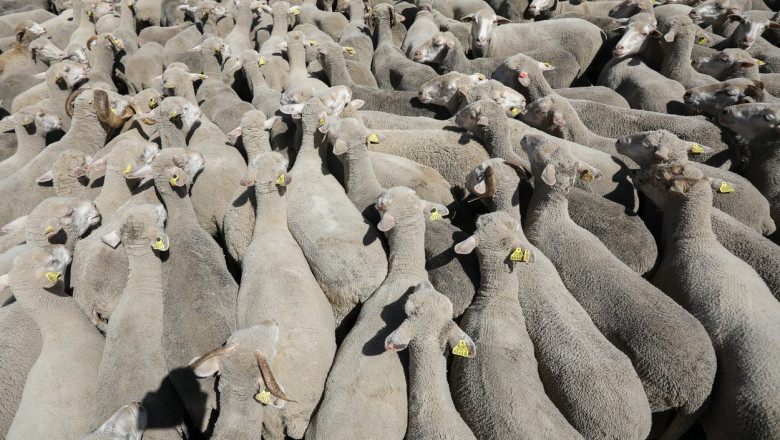 Un TIR cu peste 400 de oi s-a rasturnat pe DN 1A. Zeci de animale au murit Imagine