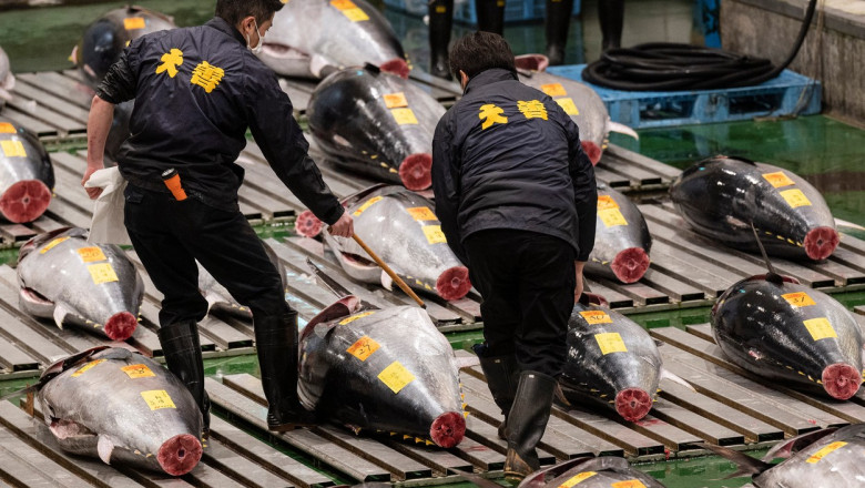 Un ton rosu de 212 kg, vandut pentru o suma record. Momentul marcheaza revenirea japonezilor in restaurante dupa pandemie Imagine