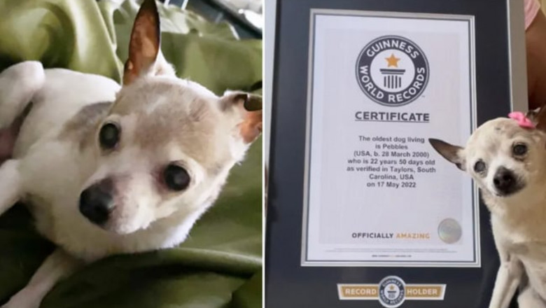 Un toy fox terrier de 22 de ani a fost confirmat drept cel mai batran caine din lume Imagine