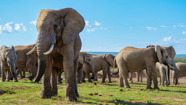 Un turist a murit calcat in picioare de un elefant, in Africa de Sud: „A coborat din masina ca sa faca poze si a fost atacat” Imagine