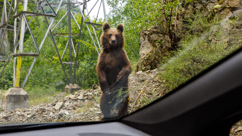 Un turist strain a fost muscat de un urs pe care incerca sa il hraneasca, pe Transfagarasan. A fost emis mesaj RO-Alert Imagine
