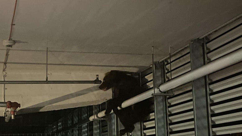 Un urs a cazut de la inaltime in parcarea unui mall din Brasov. A fost ranit grav, asa ca autoritatile l-au eutanasiat Imagine