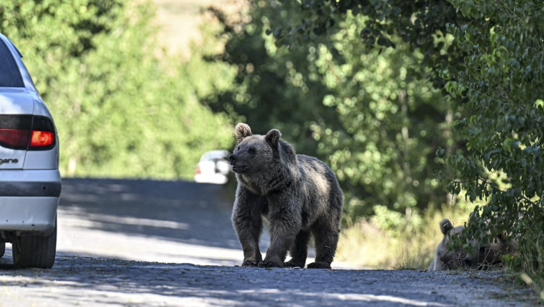 Un urs a fost vazut pe o strada din Sinaia. Cetatenii, avertizati prin RO-ALERT Imagine