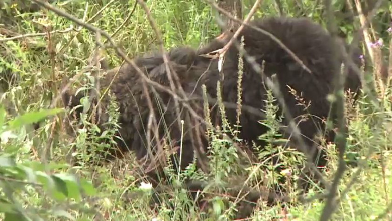 Un urs a ramas prins intr-un gard, intr-o comuna din Dambovita Imagine