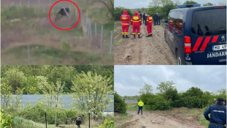 Un urs de 300 de kilograme a fost eutanasiat in Alba. Animalul era grav ranit, dupa ce fusese lovit de un TIR Imagine