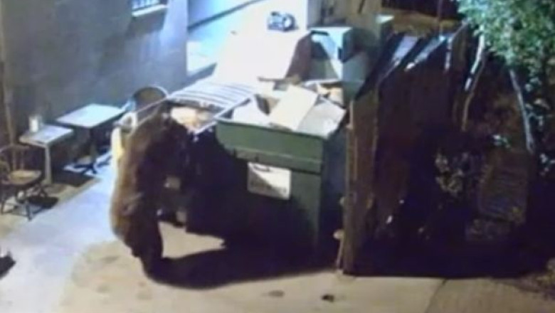 Un urs pofticios a mancat din tomberoanele unui restaurant german Imagine