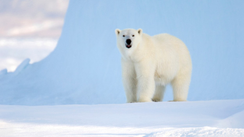 Un urs polar a ucis doi oameni in Alaska. Biologii se tem ca astfel de atacuri s-ar putea inmulti Imagine