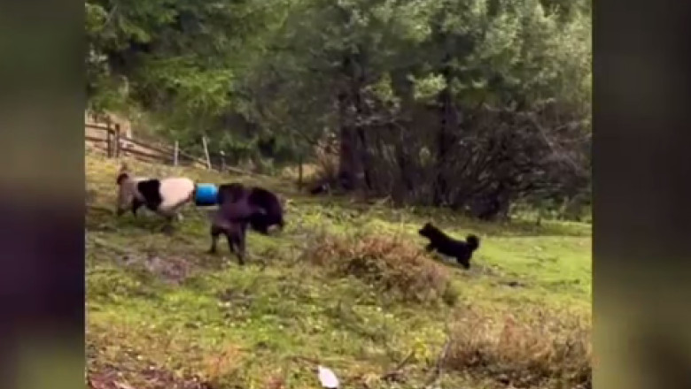 Un urs tanar aflat in incurcatura a fost salvat langa o pensiune din muntii Apuseni Imagine