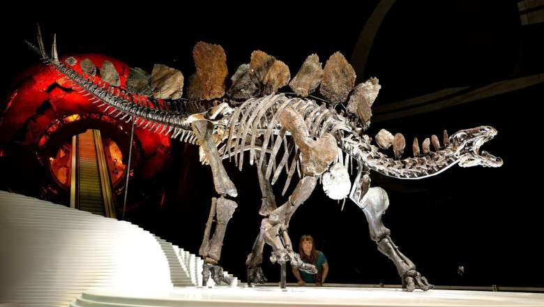 Un vanator de dinozauri a iesit la plimbare de ziua lui si a descoperit o fosila care ii va aduce acum milioane de dolari Imagine