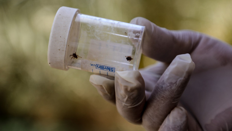 Un virus mortal se raspandeste mai usor prin Europa din cauza schimbarilor climatice Imagine