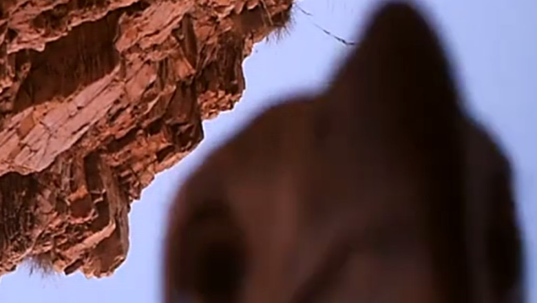 Un vultur a furat o camera video intr-un parc din Australia Imagine