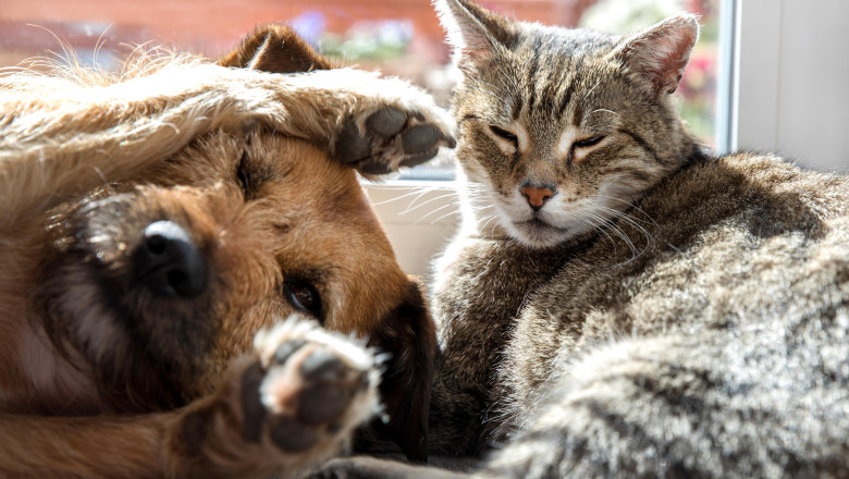 Ungurii nu isi mai permit sa aiba animale de companie, din cauza problemelor financiare. Cainii si pisicile ajung inapoi in adaposturi Imagine