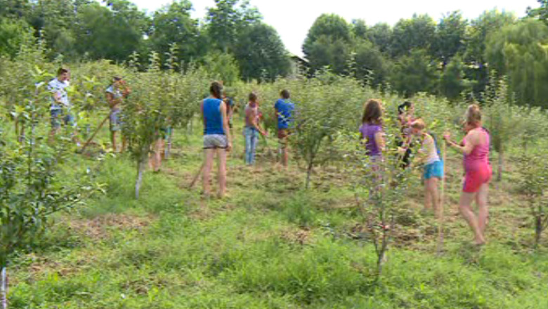 Unii copii nu au vacanta. Elevii Colegiului Vasile Adamachi Iasi lucreaza la ferma unitatii pana in toamna Imagine