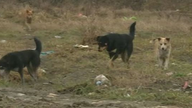 Unii cu solutii, altii nu. Maidanezii din Codlea au adapost de 370.000 de euro, padocul din Motru nu a fost folosit niciodata Imagine