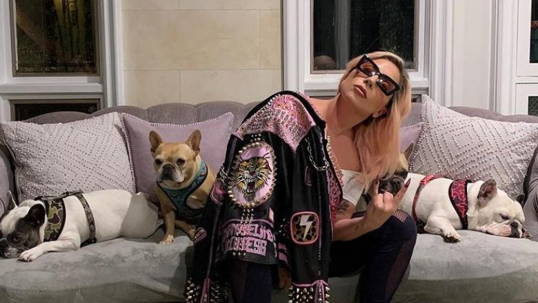 Unul dintre barbatii care au rapit cainii cantaretei Lady Gaga a fost condamnat la 21 de ani de inchisoare Imagine