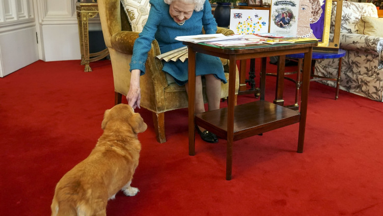 Unul dintre cainii corgi ai Reginei Elisabeta a fost salvat de la electrocutare de sotul premierului scotian Imagine