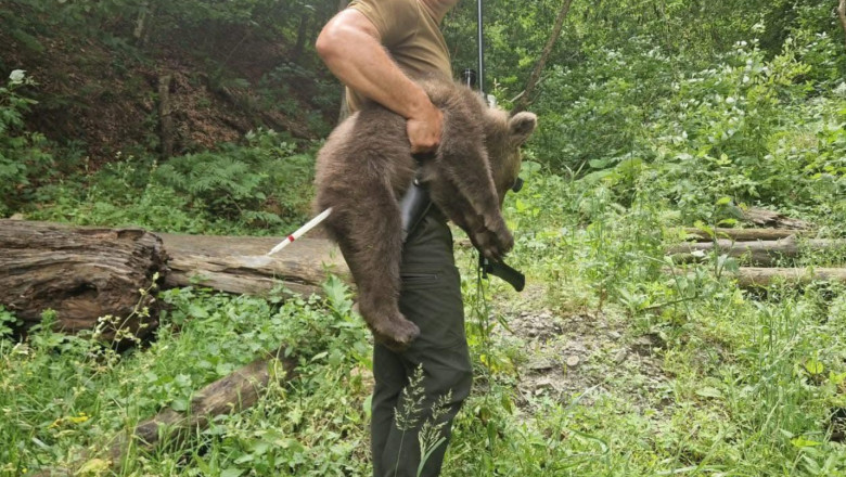 Unul dintre puii ursoaicei ucise pe Transfagarasan, preluat slabit si speriat. ONG-ul Agent Green acuza autoritatile de neglijenta Imagine