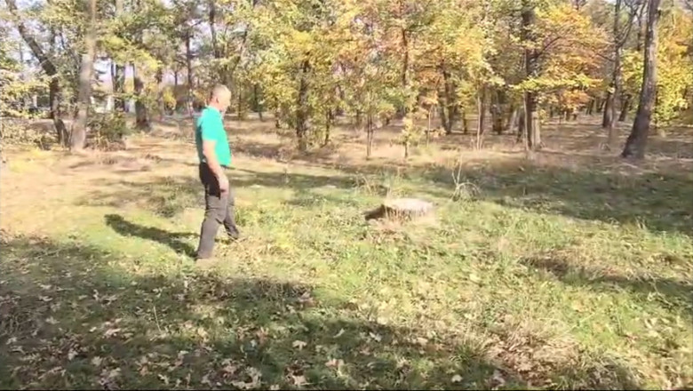 Urmarire cu focuri de arma intr-o padure din Mehedinti: padurar batut de un hot de lemne Imagine