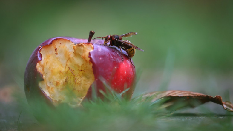 Urmeaza o "apocalipsa a insectelor". Dovezile sunt "clare si frapante", avertizeaza oamenii de stiinta Imagine