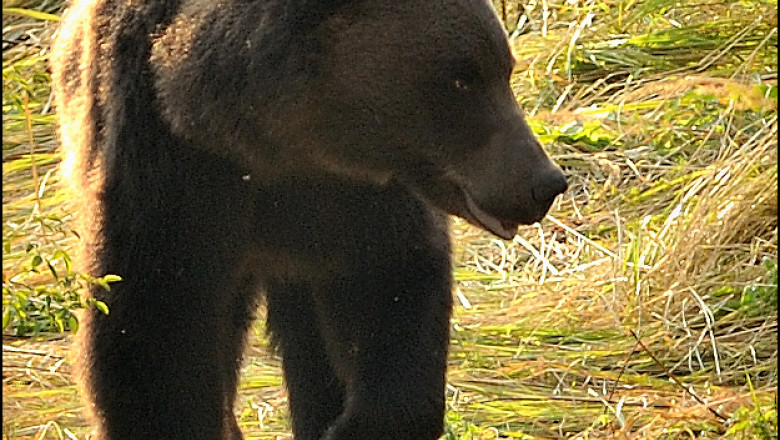 Urs prins in gard, in apropierea unei scoli Imagine