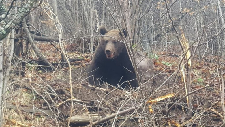 Urs salvat de jandarmi in ziua de Craciun, dupa ce a ramas prins intr-un lat de sarma Imagine