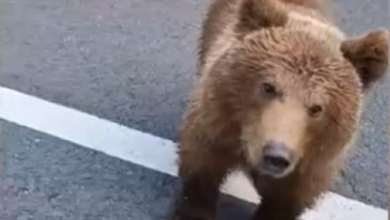 Urs vazut pe Bulevardul Ferdinand din Sinaia. A fost emis mesaj RO-ALERT