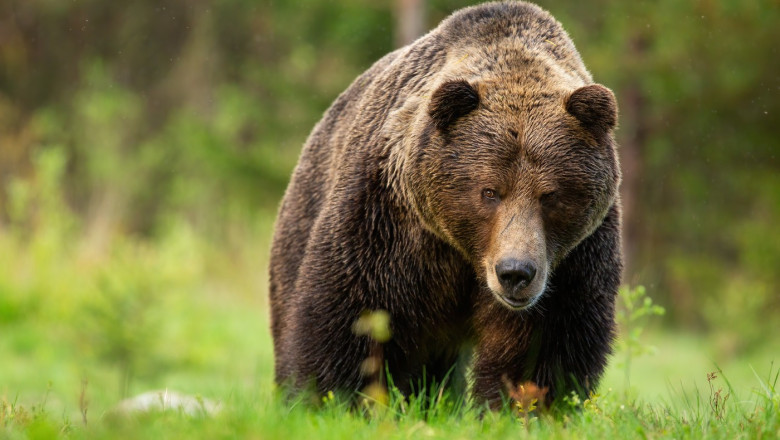 Ursii care intra in localitati ar putea fi impuscati. Ministerul Mediului a publicat proiectul Imagine