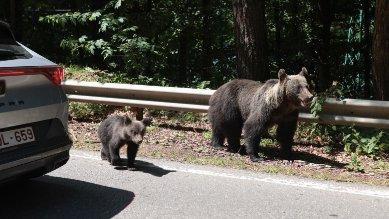 Ursii cersetori de pe Transfagarasan vor fi relocati de autoritati. O ursoaica si puiul ei vor ajunge in Sanctuarul de la Zarnesti Imagine