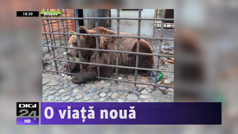 Ursii de la Soci vor ajunge la Zarnesti Imagine